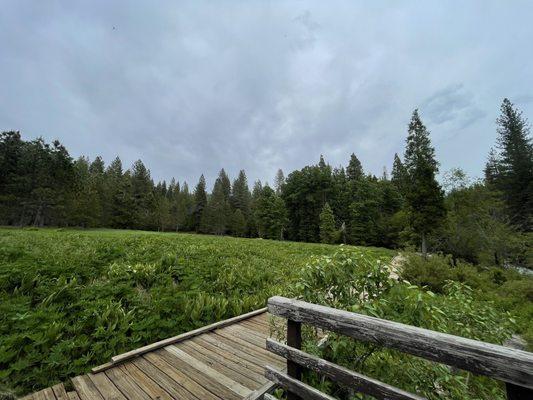 meadow walkway