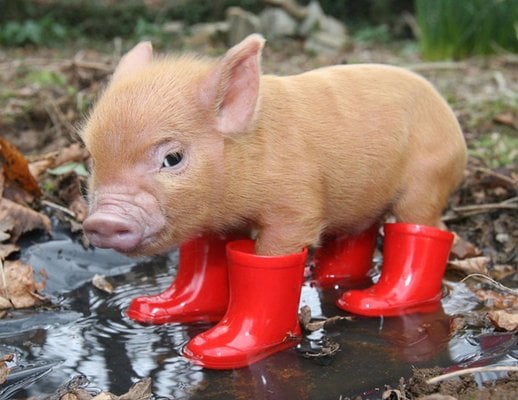 Photo of Helpful Piglet A.