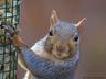 Photo of Squirrel-face S.