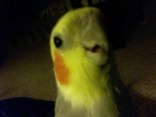 photo of Cockatiel K.