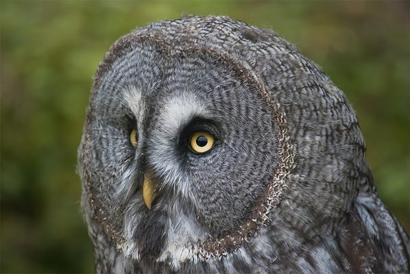 Photo of TheWiseOwl 1.