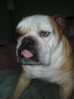 Photo of Spanky B.