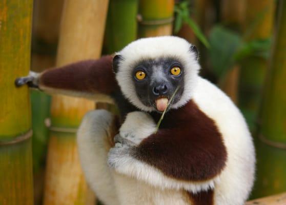 photo of Lemur G.