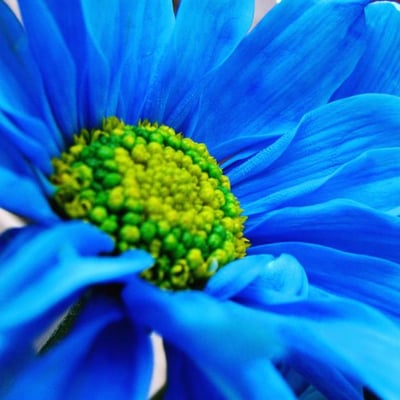 photo of Blue Daisy K.