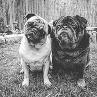 Photo of Love Pug F.