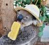 Photo of Koala J.