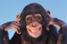 Photo of Chimp W.