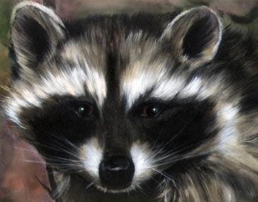 photo of Le Raccoon X.