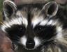 Photo of Le Raccoon X.