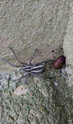 Most common spider found here in San Antonio, the wolf spider! We commonly get questions about these during pest control applications!