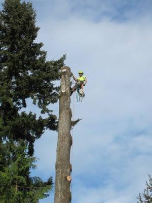 Pine Tree Operation