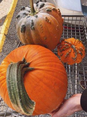 Unique variety of Pumpkins