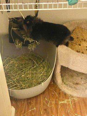 My bunny floating to eat the hay