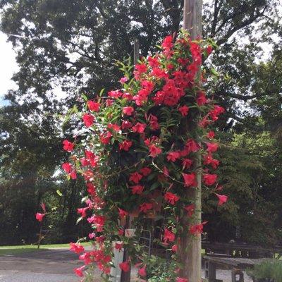 Giant Crimson Mandevilla