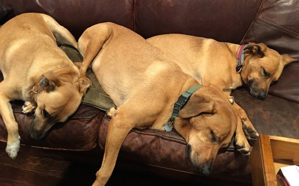 Matching pups at We Dig Your Dog