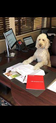 "Jade" from State Farm waiting patiently for quarantine to end to conduct her next appointment...