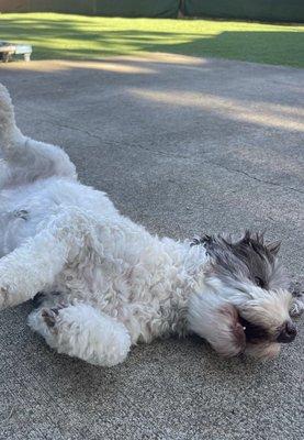 Bella enjoying their secure outdoor play area