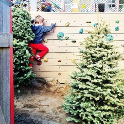 After the holidays they 'plant' discarded christmas trees on the lower slope for christmas tree farm