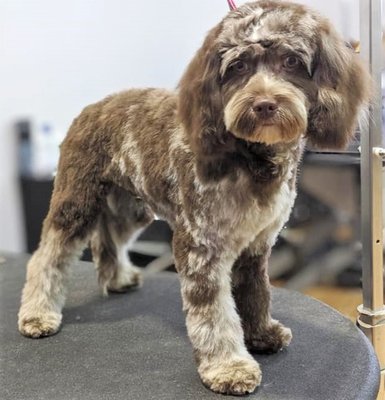 Cocoa after being groomed at Bowties.