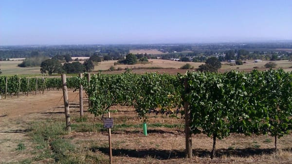 View across the vineyard.