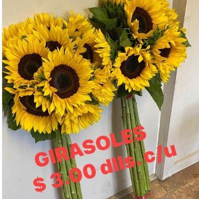 Girasoles