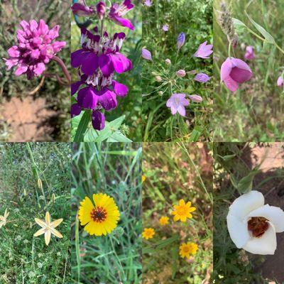 Wildflowers ( Native ) at Marble Falls Sequoia National Park 04.10.22 Sun