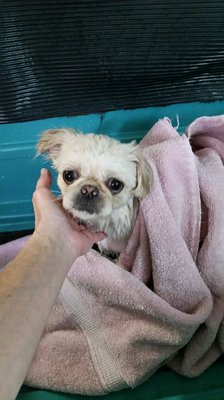 Bath time,  they get bathed twice.