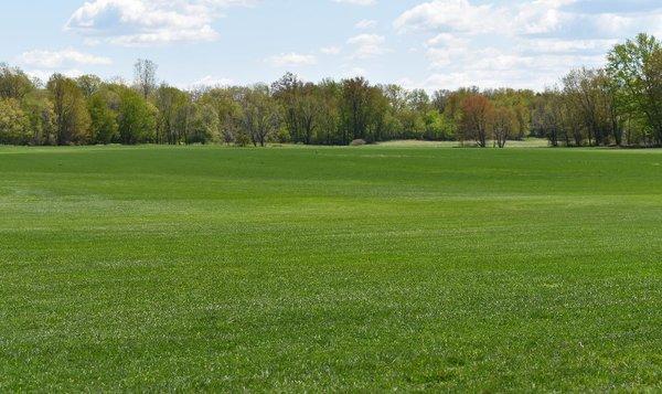 Kentucky Bluegrass sod field