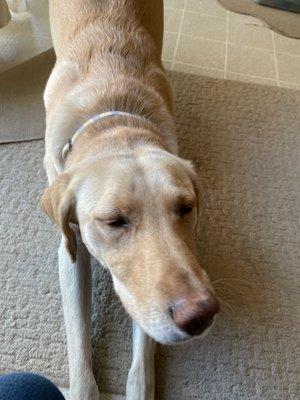 Annie!!  2 yr. old yellow lab!     We love Great Grooms!  They love Annie! Never a problem !!  Deb P.