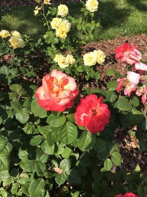 Wonderful blooming roses at Chance Rose garden.