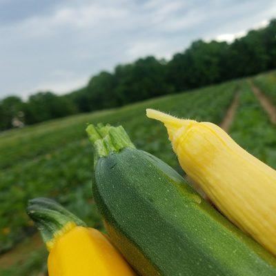 Homegrown Zucchini (green and yellow!) and Summer Squash! Come get your dinner!!