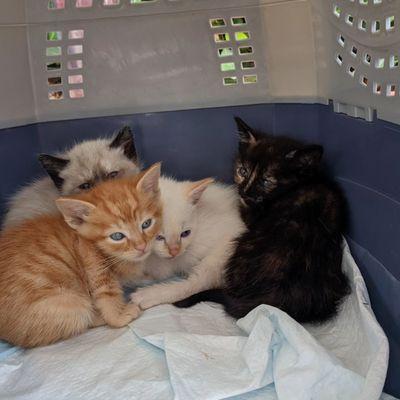 4 kittens waiting for vaccines to get them ready for adoption day