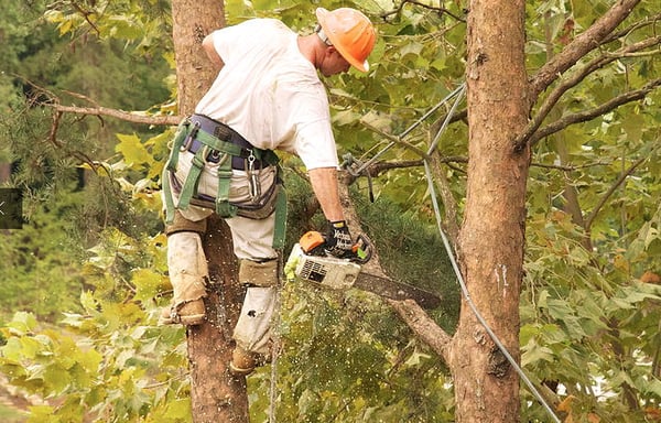 Beaver Tree Trimming