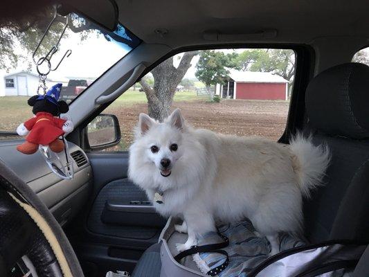 Paw Prints is one of the best groomer's in the San Antonio area.