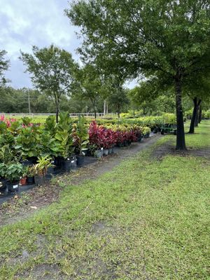 Colorful plants