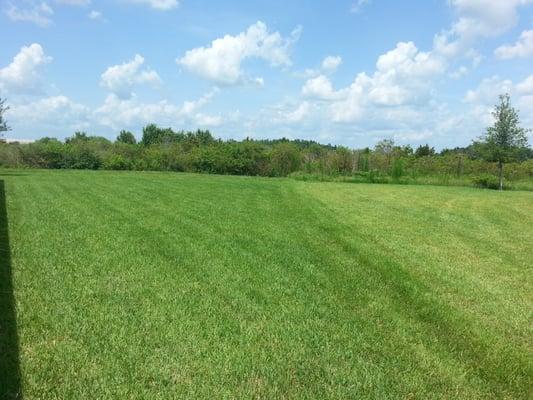 Yard on left treated by Southern Care Lawns....so healthy and green. Yard on right yellow.