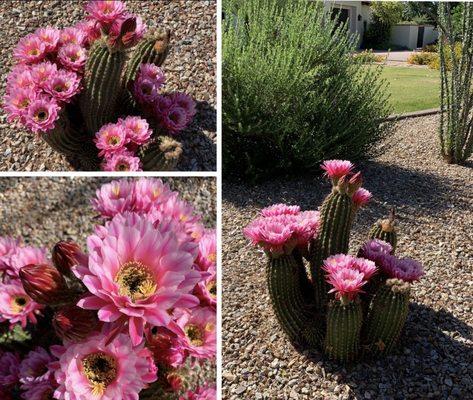 Cactus flowers in full bloom!  May 2021