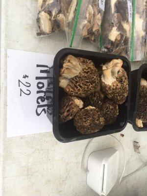 The biggest morels ever