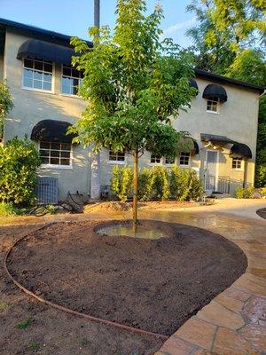 Large pink trumpet tree installation