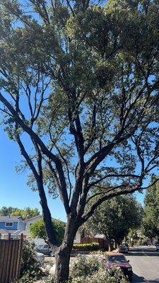 Oak tree trimming