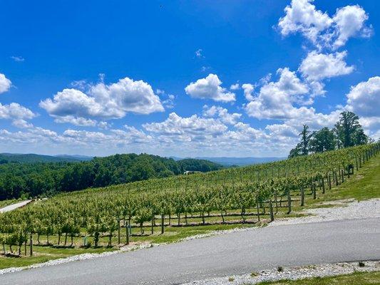 Vineyards upon approach.