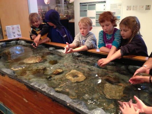 Children exploring our touch tank