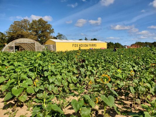 Rottkamp's Fox Hollow Farm Stand