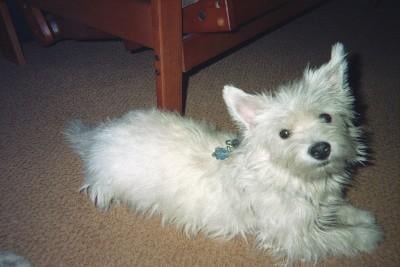 Conceited? No, I'm just a Westie!