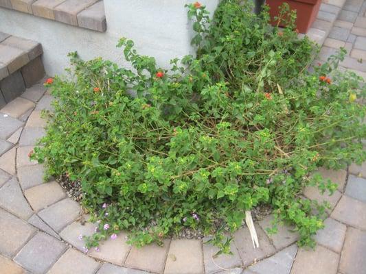 There are actually two to three lantana plants in this corner.  Can you tell?