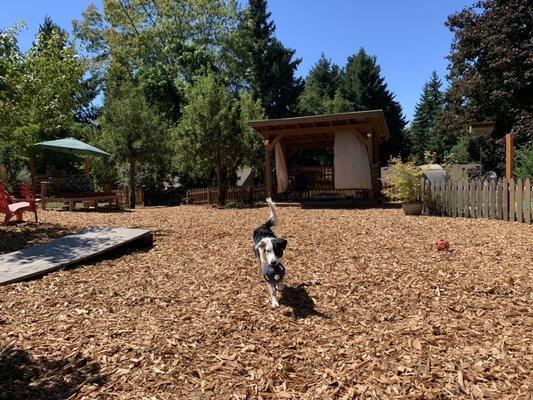 Upper cedar chip dog play area