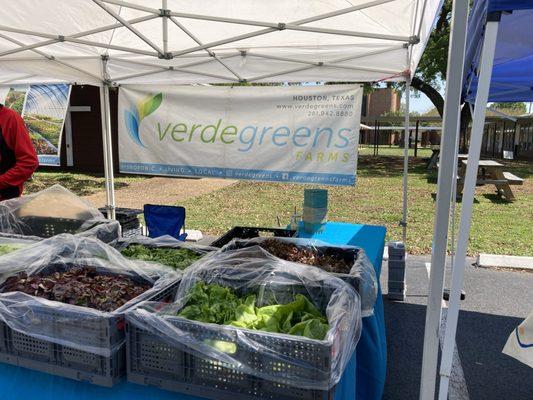 Can't resist of buying hydroponic lettuce at Verde Greens