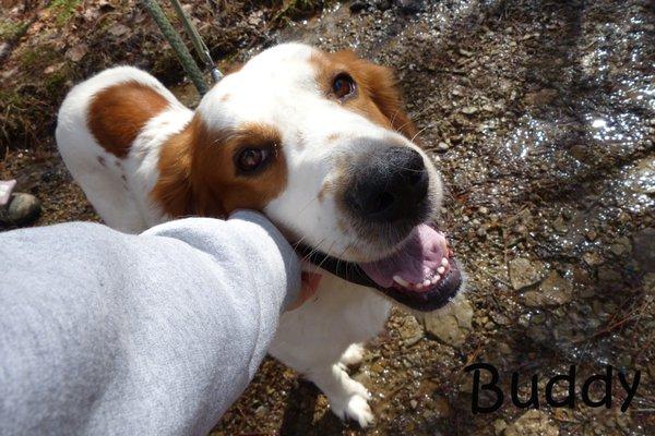 Former shelter dog, Buddy, enjoys a volunteer's attentions.