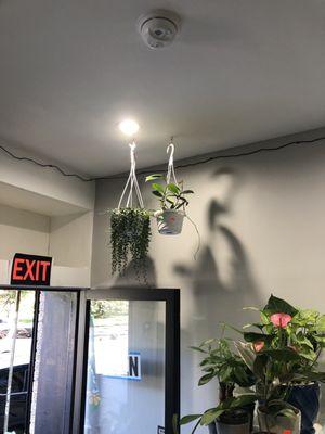 Hanging plants too!