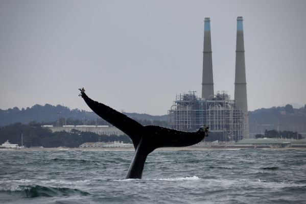 Humpback whale diving in front of the harbor